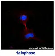 La télophase Photo : Earnshaw laboratory, Edinburgh Arrêt de la migration des chromosomes Décondensation des
