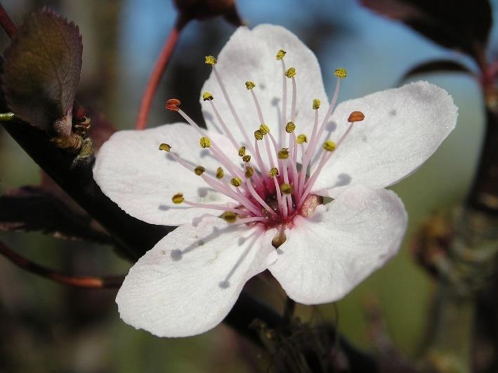 Nom commun : Myrobolan Nom latin : Prunus ceracifera Famille :