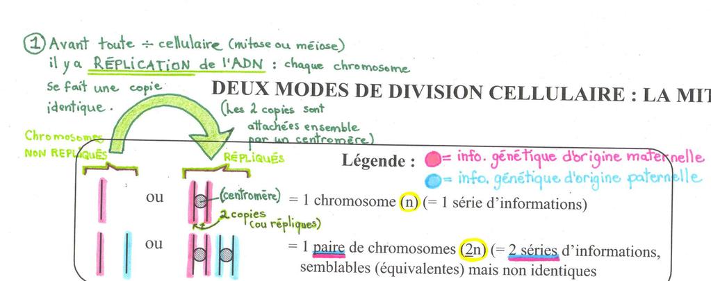 6. Représentation schématique des chromosomes Répliqués vs non