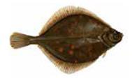 Volume Valeur 1.7. Zoom sur la plie d'europe La plie d'europe (Pleuronectes platessa) est une espèce de poisson plat largement consommée, appartenant à la famille des pleuronectidés.