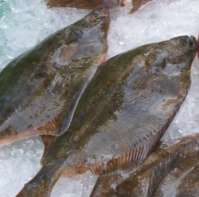 3.2. Flet frais Habitat : poisson plat benthique et démersal vivant sur des fonds meubles des eaux superficielles jusqu à 55 m 11.