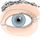 En cas de glaucome, le drain ne fonctionne pas bien et le liquide n est pas évacué de l œil comme il le devrait. La pression dans l œil augmente alors et peut endommager le nerf optique (6).