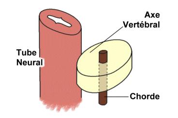 Embryologie Chorde Elle s étend depuis l ébauche sacro-coccygienne jusqu à la poche de Rathke sous l hypophyse