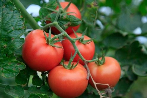 Vous pouvez aussi tester des variétés plus originales, comme la tomate Ananas, ou la «Green Zebra». Les tomates se plaisent dans un sol riche, bien drainé et ensoleillé.