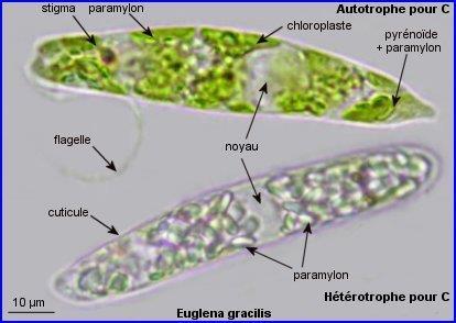 LE MÉTABOLISME DES EUGLÈNES Les euglènes sont des algues chlorophylliennes, elles possèdent donc des chloroplastes qui donnent une