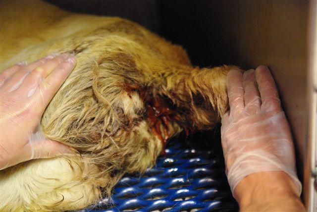 Berger Allemand, chien de traîneau alaskan) sont particulièrement concernés. La maladie est d autant plus grave que l animal est : jeune, à croissance rapide, parasité.