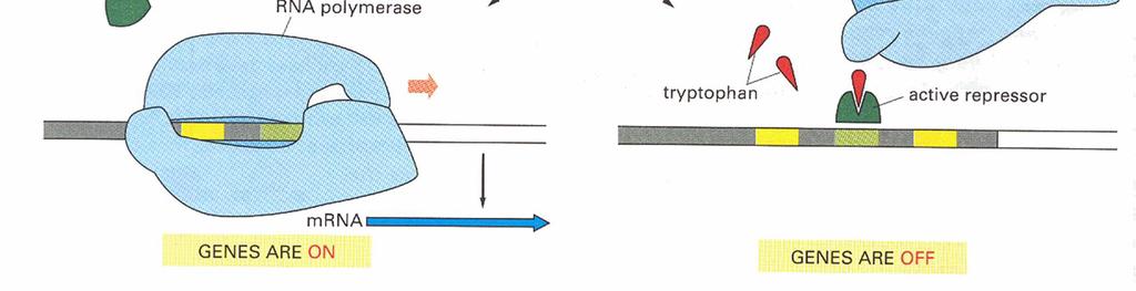 1.2 Opéron tryptophane: système répressible Les gènes impliqués dans la biosynthèse du