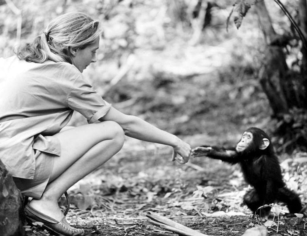 Projet d éducation scientifique «Connaissance des grands singes»