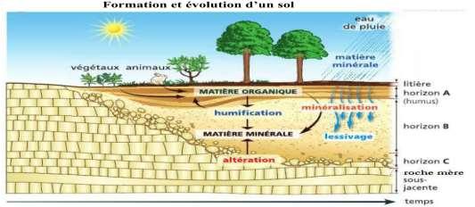 Exercice 2 La répartition du sol sur notre planète A l'aide du graphique proposé ci-dessous, réponds aux questions suivantes : 1- Le sol est-il également réparti sur notre planète?