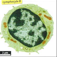 Les différences entre lymphocyte B et plasmocyte. Les lymphocytes B sont localisés entre-autres dans les ganglions lymphatiques.
