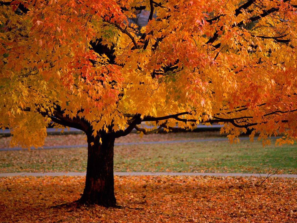 Image 1 (photographie d un arbre aux feuilles rousses) : Ce que l on voit - Un arbre - Des feuilles rousses - Des feuilles sur l arbre - Des feuilles par terre Ce que l on connait (les élèves auront