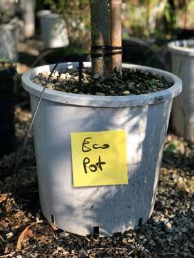 Escallonia laevis Gold Ellen jeune plant en 9 cm Pot Evergreen Shrub Couverture