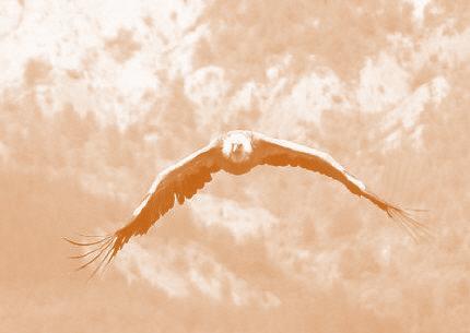 Le vautour fauve Le Vautour fauve vit dans les régions désertiques parsemées d'arbres,