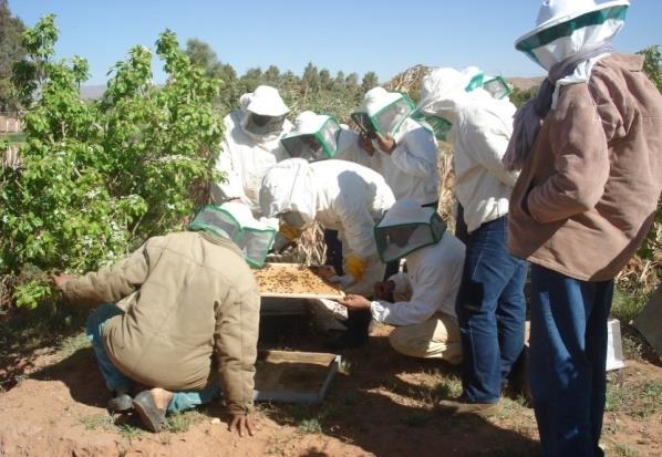L APPUI AUX PRODUCTEURS La formation soutenue des apiculteurs L organisation de groupements d apiculteurs L organisation d