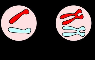 I) Transmission de l'information de cellule en cellule b) Évolution du matériel génétique au cours de la mitose Réplication (duplication) = processus au cours duquel de l'adn est