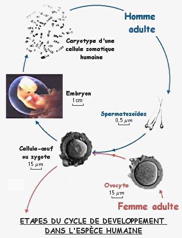 Comment maintenir un caryotype