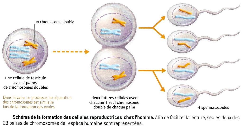 II) Une autre division cellulaire : la méiose Chez l'homme, une cellule somatique contient 2n = 46 chromosomes (donc 23 paires) alors qu'un gamète contient n = 23