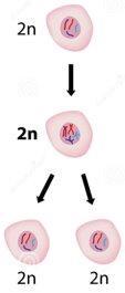 I) Transmission de l'information de cellule en cellule a) La multiplication des cellules ou MITOSE Mitose = la division d'une cellule mère en deux cellules filles strictement identiques génétiquement.