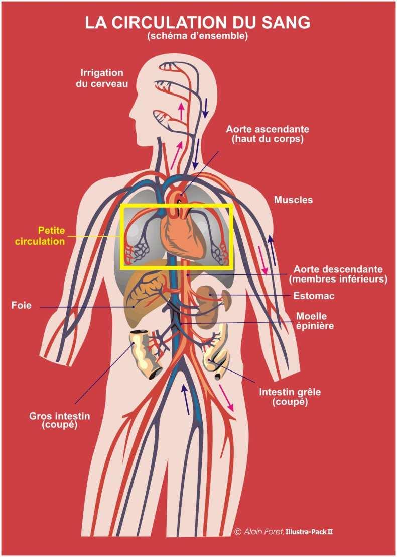 5 La Circulation Sanguine Elle permet de transporter l O2 contenu dans les poumons et les substances nutritives jusqu aux cellules de l organisme, mais elle sert également à évacuer le CO2 et les