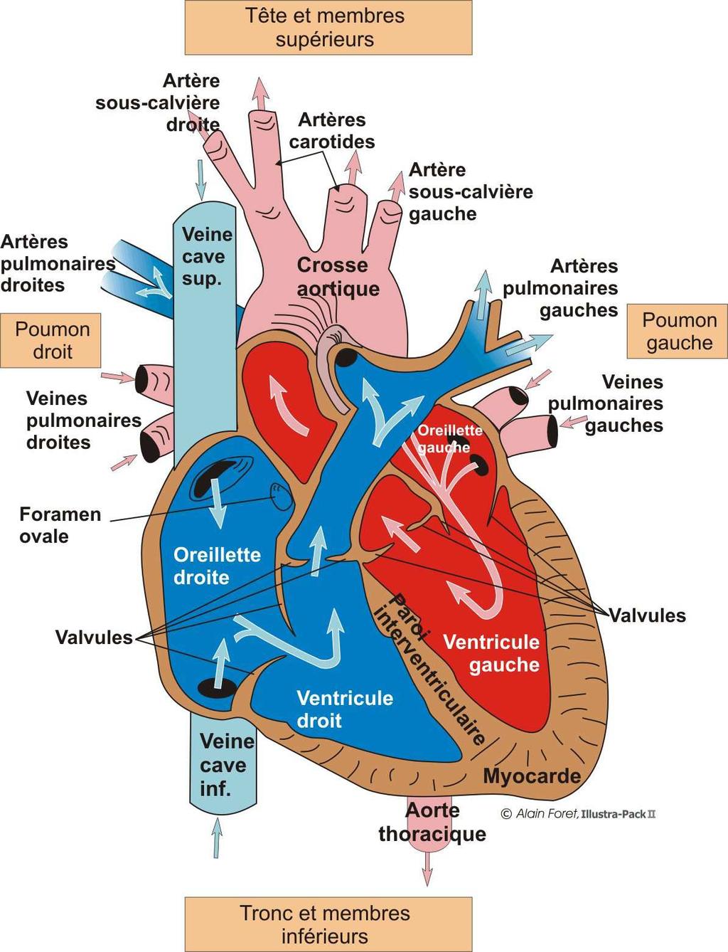 Les artères transportent le sang venant du cœur vers les organes, les veines, elles, transportent le