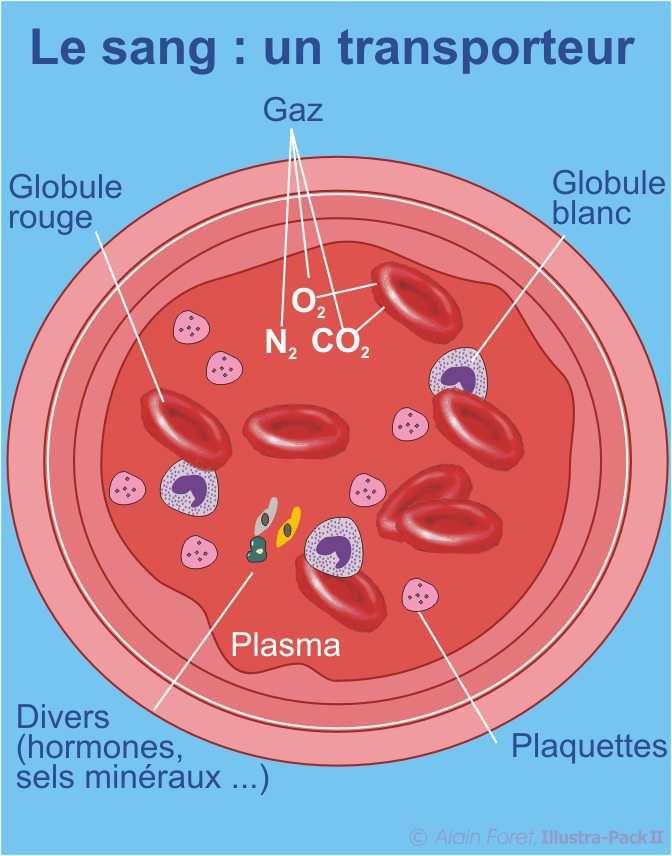 5.2 Le sang Il est composé de : 5 litres de Plasma : (90% d eau + sels minéraux + protéines). Il transporte les nutriments, les déchets etc, mais aussi l AZOTE.