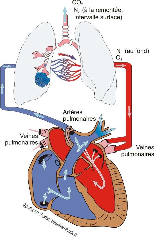 5.3 La petite circulation C est une boucle fermée entre le cœur et les poumons. On l appelle également circulation pulmonaire. C est le circuit d épuration et d oxygénation du sang.