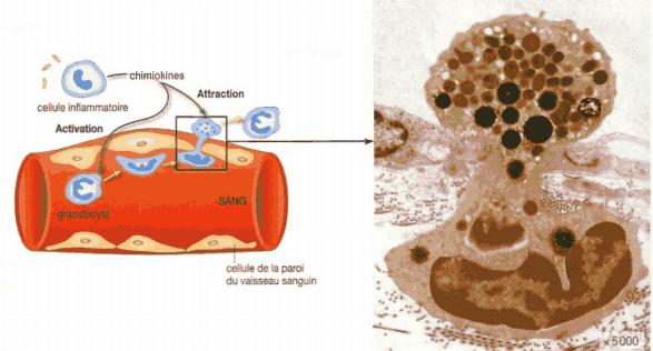 Attraction des granulocytes et monocytes (chimiotactisme) Traversée de la paroi des capillaires = DIAPEDESE