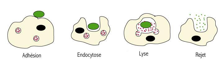 Les étapes de la phagocytose Agent infectieux