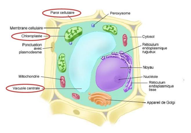 Chapitre I : Organisation cellulaire des végétaux 2/ Particularités de la cellule végétale Les cellules végétales des Angiospermes ont en générale une forme géométrique car elles sont entourées par