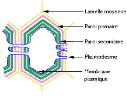 Chapitre I : Organisation cellulaire des végétaux 2-1-3/ Paroi secondaire Elle est située entre la membrane cytoplasmique et la paroi primaire. Elle apparait lors de la différenciation cellulaire.