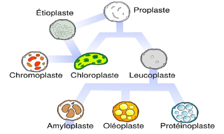 Chapitre I : Organisation cellulaire des végétaux contenue dans les chloroplastes qui donne la couleur verte aux plantes et c est également elle qui permet aux formes de vie végétale de croitre afin