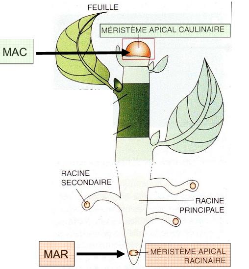 Chapitre II : Différents types des tissus végétaux Chapitre II : Différents types des tissus végétaux Introduction Un tissu est un groupement de cellules ayant une même origine embryonnaire, ayant le