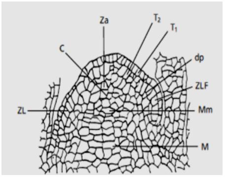 Chapitre II : Différents types des tissus végétaux Une zone axiale (Za), avec deux couches superficielles, les tunicas T1 et T2 et le corpus