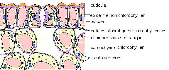Chapitre II : Différents types des tissus végétaux 1-3/Transformation du méristème apical en méristème floral Sous l action de signaux mal identifiés (peut être des protéines sensibles à la lumière ;