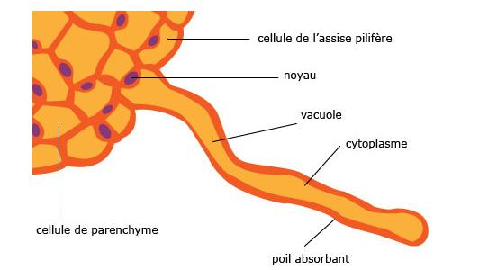 Chapitre II : Différents types des tissus végétaux 2-2/ Rhizoderme (assise pilifère) C est un tissu superficiel des racines d une plante, équivalent de l épiderme des parties aériennes, parfois