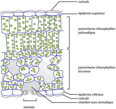 Chapitre II : Différents types des tissus végétaux Figure 16 : Parenchyme chlorophyllien et lacuneux dans une feuille 3-2/ Parenchymes de réserve Ils sont abondants dans les organes souterrains.