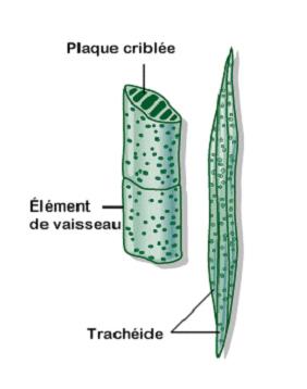 Chapitre II : Différents types des tissus végétaux 5/ Tissu conducteurs Les tissus conducteurs des Angiospermes sont le xylème et le phloème.