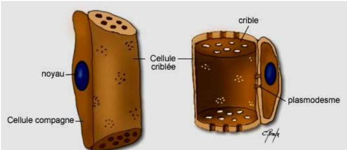 Chapitre II : Différents types des tissus végétaux *Les cellules compagnes, sont des cellules vivantes associées aux cellules criblées et qui communiquent avec elles par des plasmodesmes en assurant