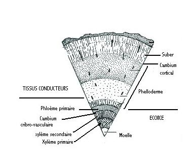Chapitre II : Différents types des tissus végétaux 3/ Tissus protecteurs secondaires Les tissus protecteurs secondaire sont formés à partir d une zone génératrice appelée zone subéro-phellodermique