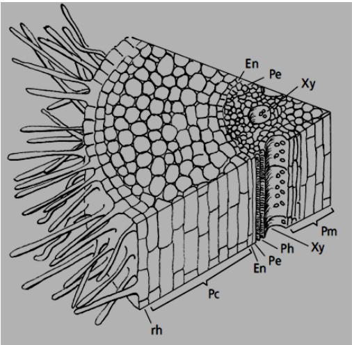 Chapitre III : Anatomie des végétaux 2-1-1/ Ecorce : cette partie est constituée du rhizoderme (assise pilifère) qui porte d abord les poils absorbants (prolongements des cellules rhizodermique) de
