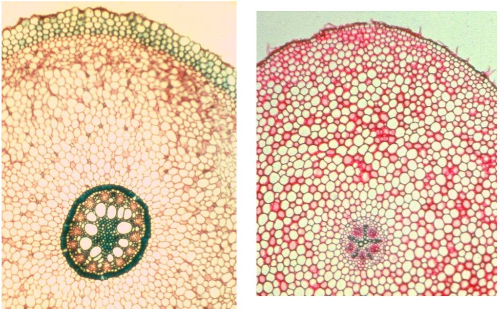 Chapitre III : Anatomie des végétaux Figure 30 : Observation microscopique d une racine monocotylédone et dicotylédone Tableau II: Différences anatomiques entre les monocotylédones et les