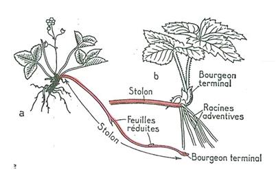 Chapitre IV : Morphologie des organes végétaux entre nœuds sont plus proche que ceux du rhizome (ex : pomme de terre).