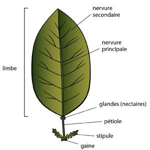 Chapitre IV : Morphologie des organes végétaux 3/ Feuille C est l organe principal de la photosynthèse, de la respiration et de la transpiration des plantes ; à son niveau se font les échanges entre