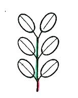 Chapitre IV : Morphologie des organes végétaux Figure 67 : Feuille