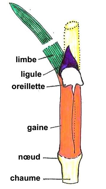Figure 83 : Exemples de gaines 3-2-3/ Ochréa : gaine membraneuse formée par les stipules soudées et entourant