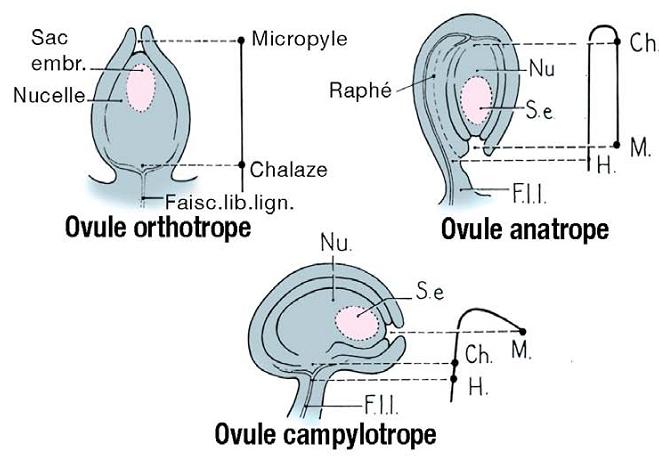 Chapitre IV : Morphologie des organes végétaux L ovaire d une fleur est la partie basale, creuse et renflée du pistil (ou gynécée), correspondant à un ou plusieurs carpelles et renfermant un ou
