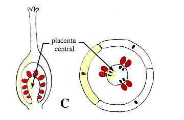 Chapitre IV : Morphologie des organes végétaux Figure 95 : Différents types de placentation (A) placentation axile, (B) placentation pariétale, (C) placentation centrale.
