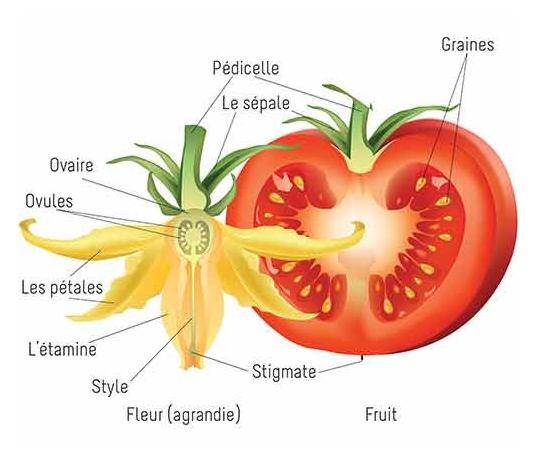Chapitre IV : Morphologie des organes végétaux 5/ Fruit La pollinisation et la fécondation se réalisent lorsque la fleur est épanouie.