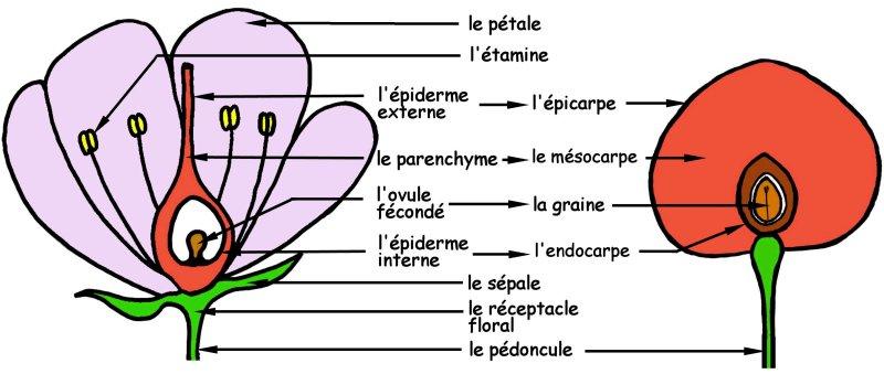 Chapitre IV : Morphologie des organes végétaux Figure 106 : Dessin explicatif de la transformation d une fleur à un fruit Outre la paroi de l ovaire, d autres parties de la fleur, voire de l