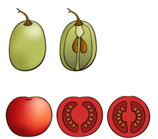 Chapitre IV : Morphologie des organes végétaux 5-1-2/ Fruits charnus Dans les fruits charnus, les parois du mésocrape s hypertrophient pour donner la pulpe.
